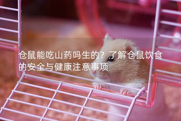 仓鼠能吃山药吗生的？了解仓鼠饮食的安全与健康注意事项