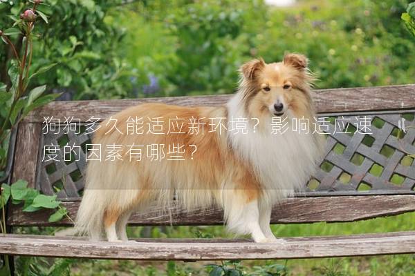 狗狗多久能适应新环境？影响适应速度的因素有哪些？