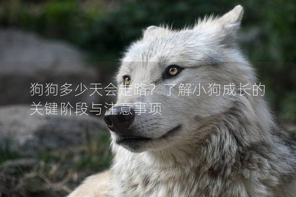 狗狗多少天会走路？了解小狗成长的关键阶段与注意事项