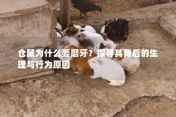 仓鼠为什么要磨牙？探寻其背后的生理与行为原因