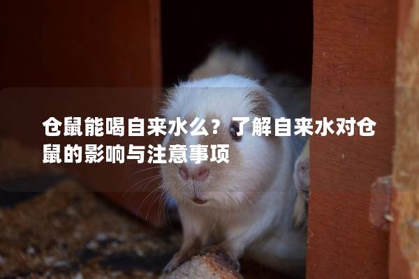 仓鼠能喝自来水么？了解自来水对仓鼠的影响与注意事项