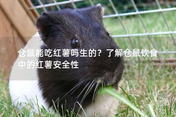 仓鼠能吃红薯吗生的？了解仓鼠饮食中的红薯安全性