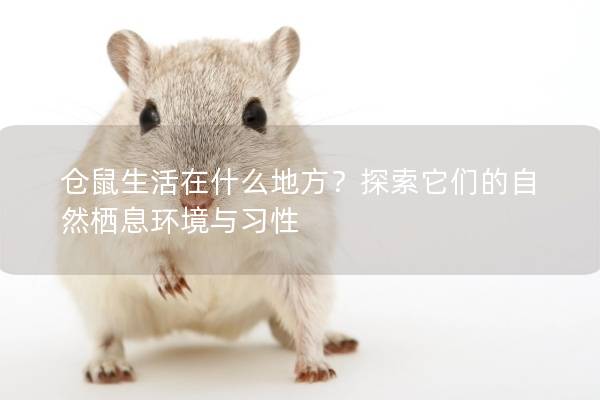仓鼠生活在什么地方？探索它们的自然栖息环境与习性