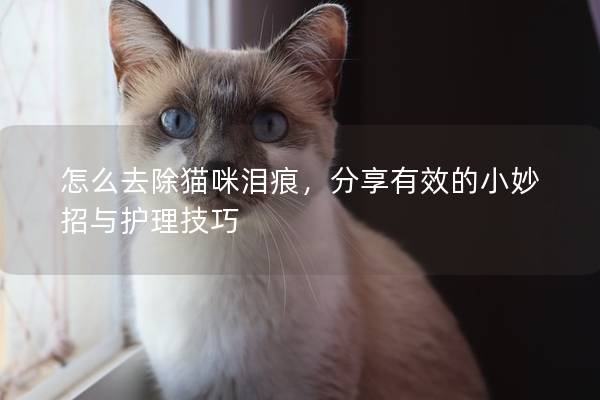 怎么去除猫咪泪痕,分享有效的小妙招与护理技巧 怎么去除猫咪泪痕,分享有效的小妙招与护理技巧