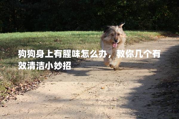 狗狗身上有腥味怎么办，教你几个有效清洁小妙招