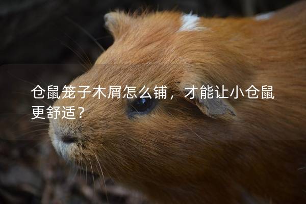 仓鼠笼子木屑怎么铺，才能让小仓鼠更舒适？