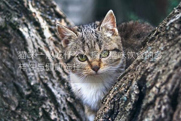 猫咪一般吃什么？探索猫咪饮食的多样性与健康选择