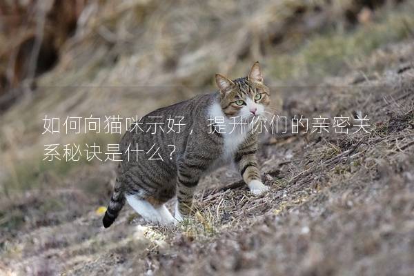 如何向猫咪示好，提升你们的亲密关系秘诀是什么？