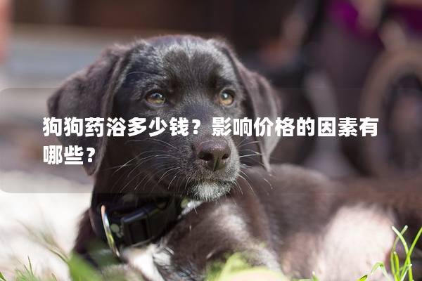 狗狗药浴多少钱？影响价格的因素有哪些？
