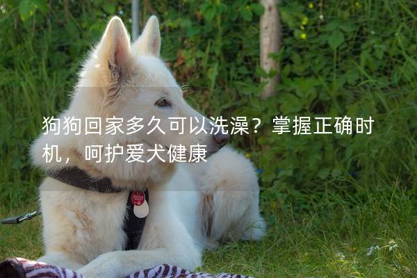 狗狗回家多久可以洗澡？掌握正确时机，呵护爱犬健康