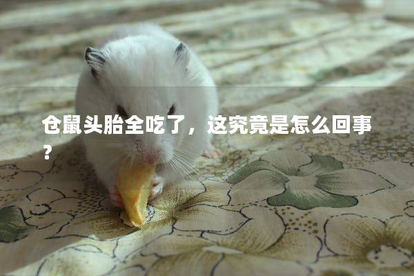 仓鼠头胎全吃了,这究竟是怎么回事? 仓鼠头胎全吃了,这究竟是怎么回事?