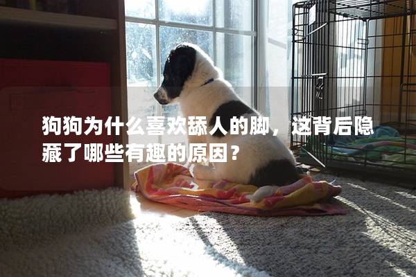 狗狗为什么喜欢舔人的脚，这背后隐藏了哪些有趣的原因？