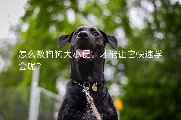 怎么教狗狗大小便，才能让它快速学会呢？