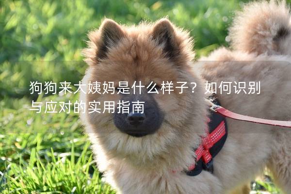 狗狗来大姨妈是什么样子？如何识别与应对的实用指南