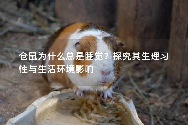 仓鼠为什么总是睡觉？探究其生理习性与生活环境影响