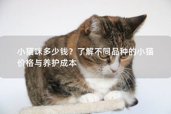小猫咪多少钱?了解不同品种的小猫价格与养护成本 小猫咪多少钱?了解不同品种的小猫价格与养护成本