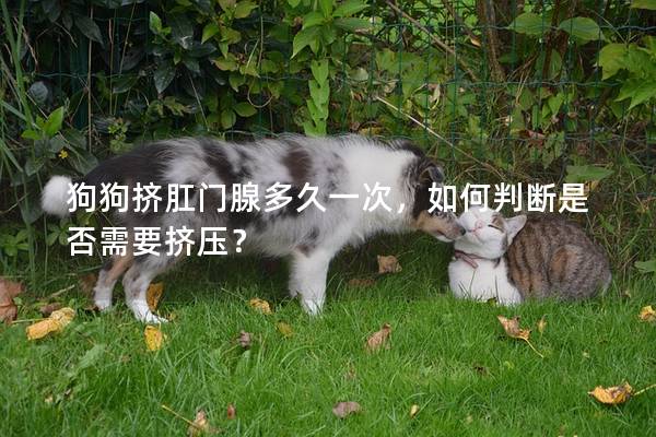 狗狗挤肛门腺多久一次,如何判断是否需要挤压? 狗狗挤肛门腺多久一次,如何判断是否需要挤压?
