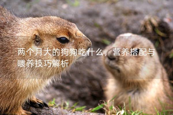 两个月大的狗狗吃什么，营养搭配与喂养技巧解析