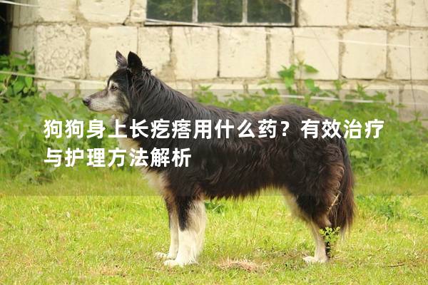 狗狗身上长疙瘩用什么药？有效治疗与护理方法解析