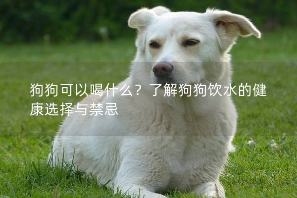 狗狗可以喝什么？了解狗狗饮水的健康选择与禁忌