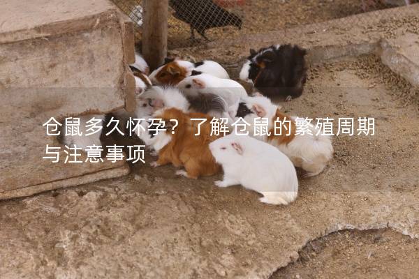 仓鼠多久怀孕?了解仓鼠的繁殖周期与注意事项 仓鼠多久怀孕?了解仓鼠的繁殖周期与注意事项