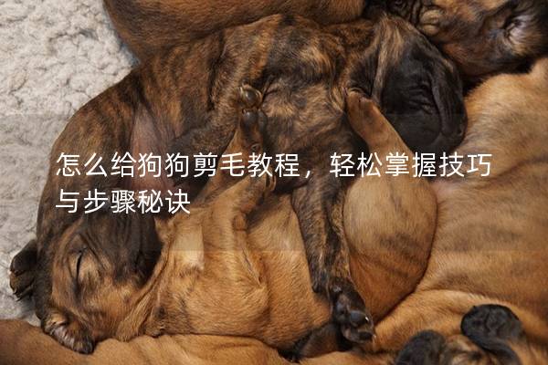 怎么给狗狗剪毛教程,轻松掌握技巧与步骤秘诀 怎么给狗狗剪毛教程,轻松掌握技巧与步骤秘诀