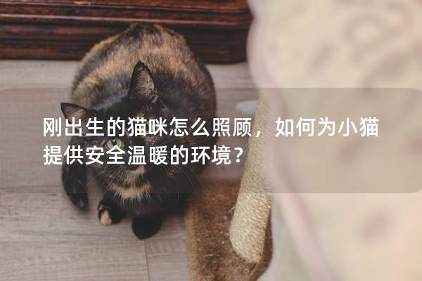 刚出生的猫咪怎么照顾，如何为小猫提供安全温暖的环境？