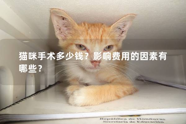 猫咪手术多少钱？影响费用的因素有哪些？