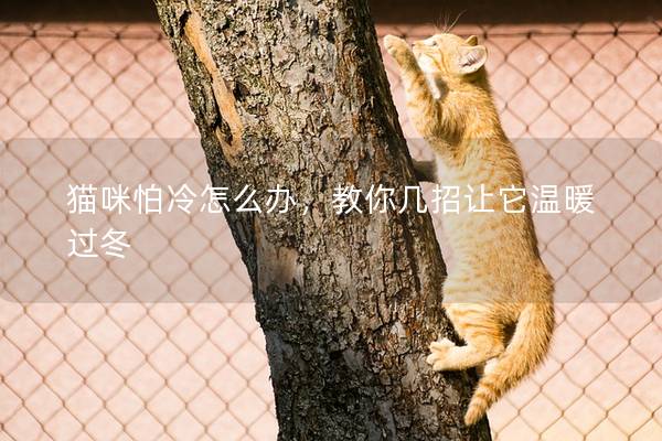 猫咪怕冷怎么办，教你几招让它温暖过冬