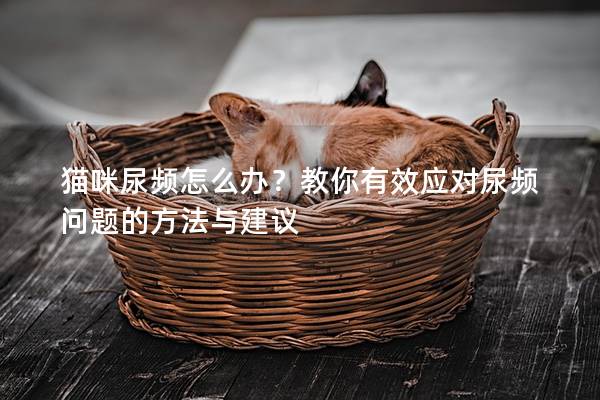 猫咪尿频怎么办？教你有效应对尿频问题的方法与建议