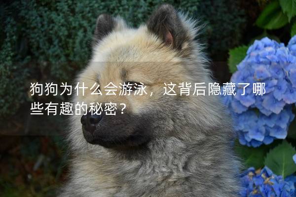 狗狗为什么会游泳,这背后隐藏了哪些有趣的秘密? 狗狗为什么会游泳,这背后隐藏了哪些有趣的秘密?