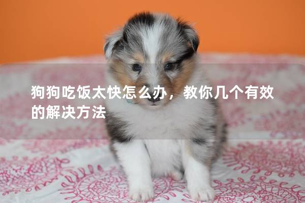 狗狗吃饭太快怎么办，教你几个有效的解决方法