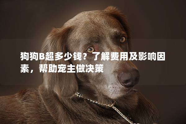 狗狗B超多少钱？了解费用及影响因素，帮助宠主做决策