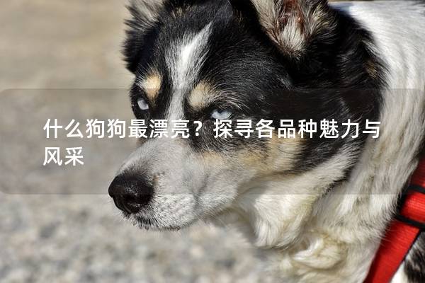 什么狗狗最漂亮?探寻各品种魅力与风采 什么狗狗最漂亮?探寻各品种魅力与风采