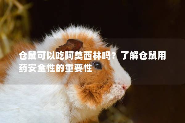 仓鼠可以吃阿莫西林吗？了解仓鼠用药安全性的重要性
