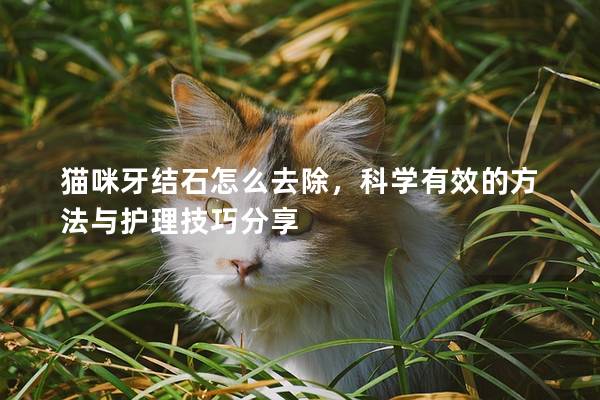 猫咪牙结石怎么去除，科学有效的方法与护理技巧分享