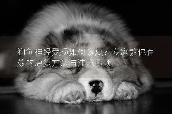 狗狗神经受损如何恢复？专家教你有效的康复方法与注意事项