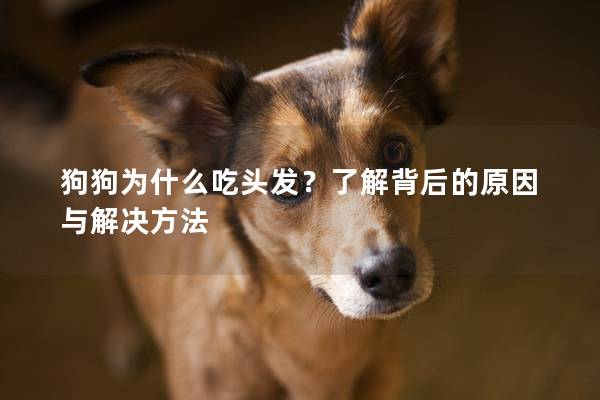 狗狗为什么吃头发？了解背后的原因与解决方法