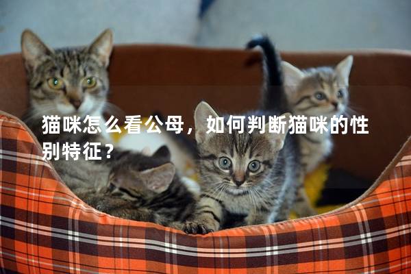猫咪怎么看公母,如何判断猫咪的性别特征? 猫咪怎么看公母,如何判断猫咪的性别特征?