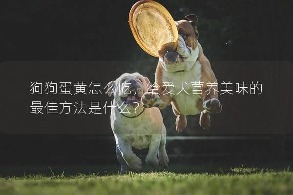 狗狗蛋黄怎么吃，给爱犬营养美味的最佳方法是什么？