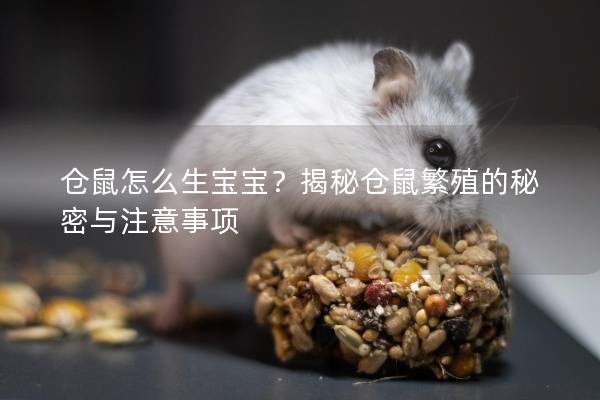 仓鼠怎么生宝宝？揭秘仓鼠繁殖的秘密与注意事项
