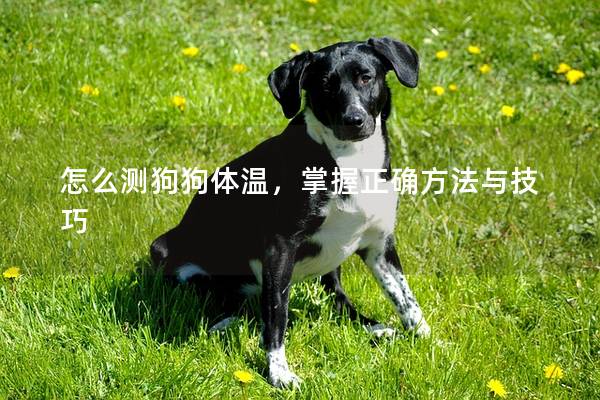 怎么测狗狗体温，掌握正确方法与技巧