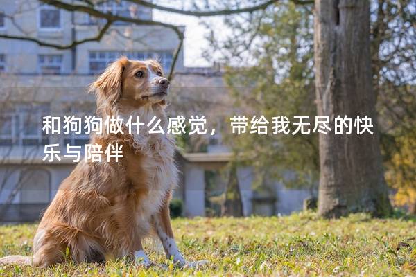 和狗狗做什么感觉，带给我无尽的快乐与陪伴