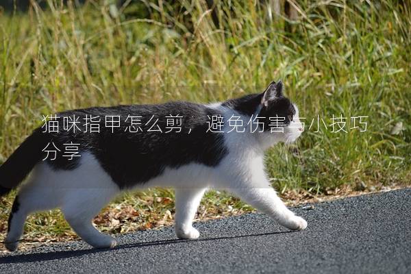 猫咪指甲怎么剪，避免伤害与小技巧分享