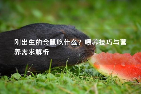 刚出生的仓鼠吃什么？喂养技巧与营养需求解析