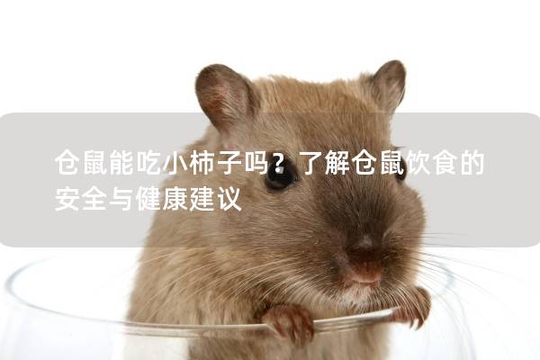 仓鼠能吃小柿子吗？了解仓鼠饮食的安全与健康建议