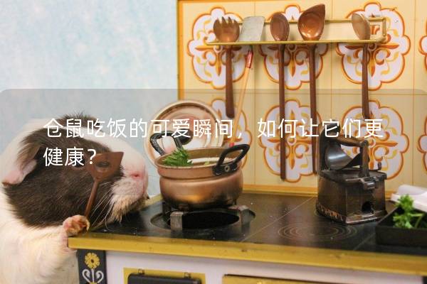 仓鼠吃饭的可爱瞬间，如何让它们更健康？