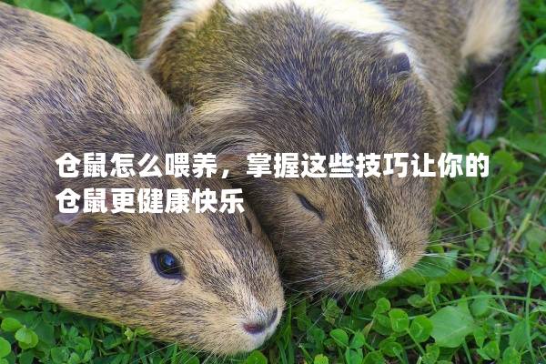 仓鼠怎么喂养,掌握这些技巧让你的仓鼠更健康快乐 仓鼠怎么喂养,掌握这些技巧让你的仓鼠更健康快乐