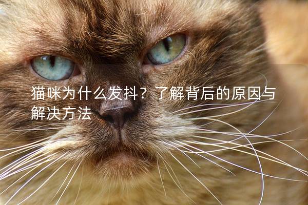 猫咪为什么发抖？了解背后的原因与解决方法