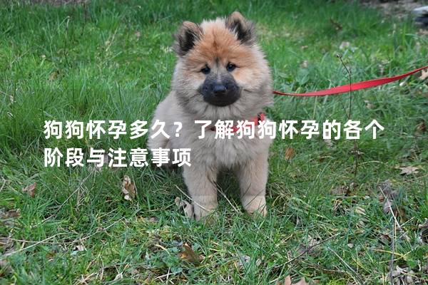 狗狗怀孕多久？了解狗狗怀孕的各个阶段与注意事项